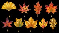 Autumn leaves collection isolated on transparent background, ready for t-shirt design, stickers, clipart, sublimation, and print on demand projects.