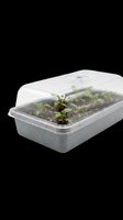 Seedling propagation tray with clear dome lid and gray base containing soil and green plant sprouts, isolated on transparent background for design use.