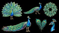 Vibrant peacock clipart set with feathers and mandala, isolated on transparent background. Ready for t-shirt design, stickers, print on demand, and sublimation projects.