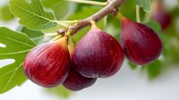 Fresh ripe figs hanging on tree branch with green leaves. Organic fruit growing in garden ready for harvest. Healthy natural food concept for cooking recipes.