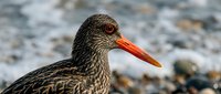 Close-up portrait of a curlew shorebird with distinctive long orange beak and mottled brown plumage standing on rocky beach for wildlife photography.