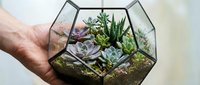 Caucasian adult hand holding geometric glass terrarium with succulent plants and moss, ideal for home decor and gardening content.