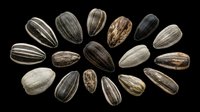 Sunflower seeds arranged in a circle, isolated on transparent background, ready for stickers, print on demand, clipart, T-shirt design, and sublimation projects.