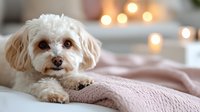 White Maltese dog lying on pink knitted blanket with soft bokeh lights in background creating cozy atmosphere for pet lifestyle and comfort concepts.