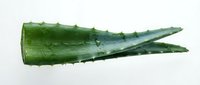 Green aloe vera leaf section isolated on white background, showing natural texture and moisture droplets, suitable for botanical and wellness design projects.