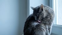 Gray tabby cat grooming itself indoors by a window, licking its paw and fur for hygiene and comfort in a bright, modern home setting.