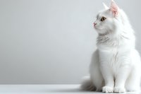 White Persian cat with green eyes sitting gracefully against light background, side view portrait showing luxurious fur and elegant pose. Clean minimalist style.