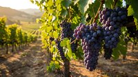 Ripe dark grape clusters hang from lush green vines in a sunlit vineyard landscape, ideal for wine production, agriculture, and harvest-themed projects.