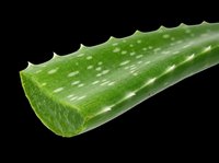 Fresh green aloe vera leaf isolated on transparent background, ready for t-shirt design, stickers, clipart, print on demand, and sublimation projects.