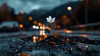 Single white flower growing through asphalt at dusk, with blurred city lights creating bokeh effect in background. Concept of hope, resilience and urban nature.
