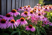 Vibrant purple coneflowers in full bloom against natural garden background, soft evening light creates depth and warmth in summer garden setting.