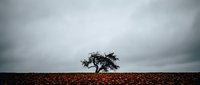 Solitary tree standing in barren agricultural field under dramatic overcast sky creating moody minimalist landscape composition for environmental themes.