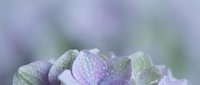 Purple ornamental kale leaves with delicate frost crystals in soft morning light creating dreamy bokeh background for seasonal garden photography.