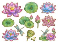 Watercolor lotus flowers and lily pads in pink, purple, and blue tones with dragonflies and seed pods, isolated on white background for design projects.