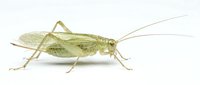 Pale green grasshopper isolated on white background, detailed side view showing wings, legs and antennae for educational or design use.