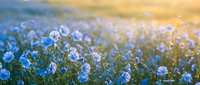 Blue flax flowers blooming in field during golden hour sunrise creating dreamy natural landscape for wellness and agriculture concepts.