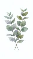 Watercolor eucalyptus branches with soft green and purple-tinted leaves isolated on white background, ready for botanical design, home decor, and print projects.