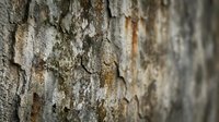 Close-up view of natural tree bark texture with rough weathered surface showing organic patterns and earthy tones for nature backgrounds and design projects.