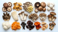 Assorted fresh mushroom varieties arranged on white background including shiitake, oyster, enoki, chanterelle and other edible fungi for cooking.