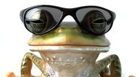 Green tree frog wearing black sunglasses looking directly at camera with humorous expression. Isolated on white background for creative design and advertising use.
