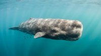 Majestic sperm whale swimming gracefully through crystal clear turquoise ocean waters, showcasing marine wildlife in natural underwater habitat.