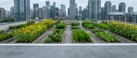 Urban rooftop garden with yellow flowers and vegetable beds overlooking city skyline, sustainable agriculture and green space design for urban farming projects.