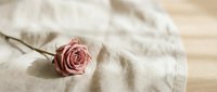 Single dried pink rose lying on soft beige linen fabric with natural lighting creating gentle shadows on wooden surface for romantic decor and styling.