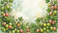Watercolor illustration of gooseberry branches with ripe fruit and green foliage arranged as border frame on cream background, suitable for recipe cards, food packaging, and culinary designs.
