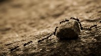 Ants working together carrying food along dirt path in warm sunlight. Teamwork, cooperation and persistence in nature. Macro photography of insects in natural habitat.