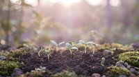 Young green seedlings emerging from rich dark soil with soft morning sunlight creating bokeh effect in natural garden setting for growth concepts.