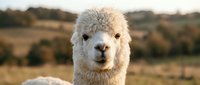 White alpaca with fluffy coat and gentle expression standing in rural pasture landscape, suitable for farm, agriculture, and animal-related content.