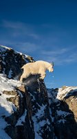 Mountain goat climbing snowy rocky cliff against blue sky in alpine wilderness environment for outdoor adventure and wildlife photography projects.