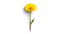 Single bright yellow daisy flower with green stem and leaf isolated on white background, minimalist botanical composition for nature and floral designs.