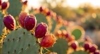 Prickly pear cactus with ripe red fruits in warm golden sunlight creating natural desert landscape with soft bokeh background for organic food concepts.