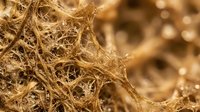 Golden fibrous material with intricate web-like structure creating organic texture patterns for natural design applications and scientific concepts.