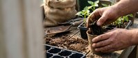 Hands carefully transplanting young green seedlings from seed tray into individual pots with rich soil for indoor gardening and plant propagation.