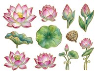 Lotus flowers and lily pads in pink and green watercolor style, isolated botanical elements for design, clipart, and decorative projects.