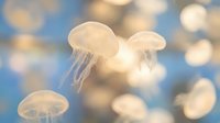 Translucent jellyfish floating gracefully in blue ocean water with soft bokeh lighting effects creating dreamy underwater marine life scene for relaxation content.
