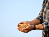 Farmer holding handful of soybean seeds or grains in hands against clear sky. Agricultural worker inspecting crop harvest for quality control and farming operations.