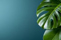 Fresh monstera deliciosa leaf against teal background with copy space, minimalist botanical composition for natural wellness and spa designs.