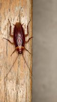 Brown cockroach insect crawling on weathered wooden surface with natural texture and grain patterns for pest control and entomology concepts.