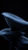 Mysterious dark blue mushroom gills with water droplets on black background, macro photography showing delicate natural patterns and textures in moody lighting.