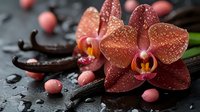 Coral orchid blooms with water drops on dark surface, vanilla pods and pink decorative beads create spa atmosphere. Wellness and relaxation concept.