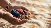 Farmer holding colorful corn cobs in hands over soil field. Agricultural harvest concept for farming, agriculture industry, and crop production themes.