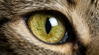 Extreme macro closeup of a cat eye with vivid green and yellow iris, vertical pupil, and detailed fur texture in warm tones.