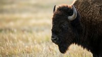American bison with dark brown fur and curved horns standing in dry grassland meadow, wildlife nature photography.