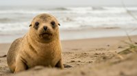Adorable sea lion pup sitting on sandy beach with ocean waves in background. Marine wildlife portrait for nature and animal conservation content.