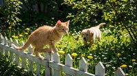 Ginger tabby cat walking on white wooden fence with another cat in sunny garden surrounded by green foliage and hedges.