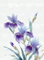 Delicate purple iris flowers with soft green leaves in watercolor style on white background, gentle botanical art suitable for wall decor and stationery design.