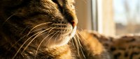 Close-up of domestic cat whiskers and nose in warm golden sunlight by window, feline pet portrait with soft natural lighting and cozy indoor atmosphere.